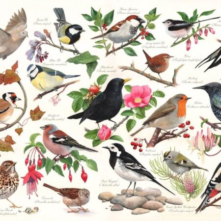 Birds in my Garden puzzel 1000 stukjes | The House of Puzzles