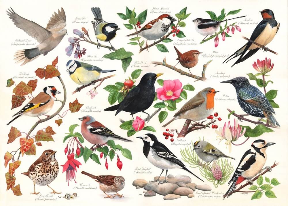 Birds in my Garden puzzel 1000 stukjes | The House of Puzzles
