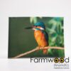 Buitenschilderij ijsvogel 30x40cm | Farmwood Animals