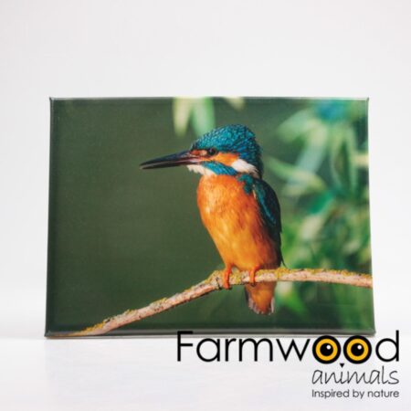 Buitenschilderij ijsvogel 30x40cm | Farmwood Animals