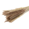 Bunch Fluffy Pampas L |