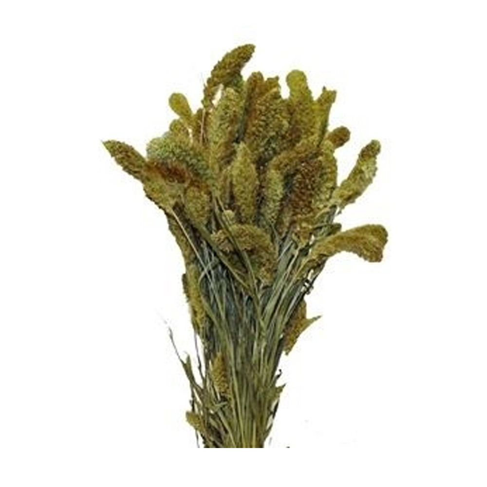 Bunch Setaria Sleeved L |