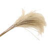 Bundle Grass |
