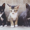 Deurmat katten / Esschert Design | Esschert Design