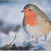 Deurmat roodborst |