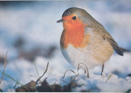 Deurmat roodborst |