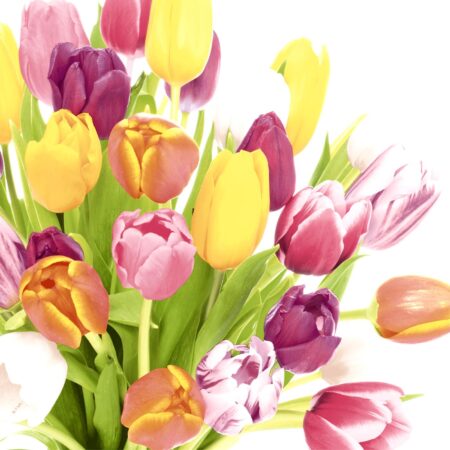 Duni Servetten Beautiful Tulips 33x33cm | Duni