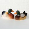 Eenden koppel Kalvin |