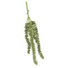 Erwten plant groen |