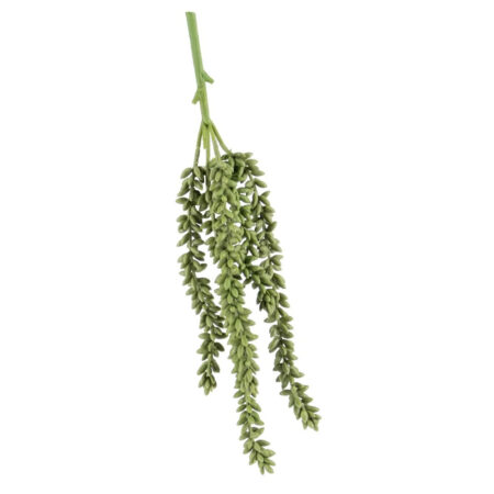 Erwten plant groen |