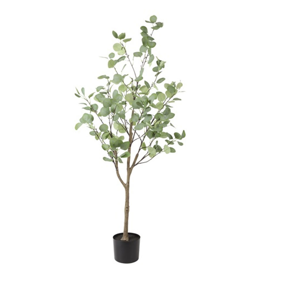 Eucalyptus Groen M |