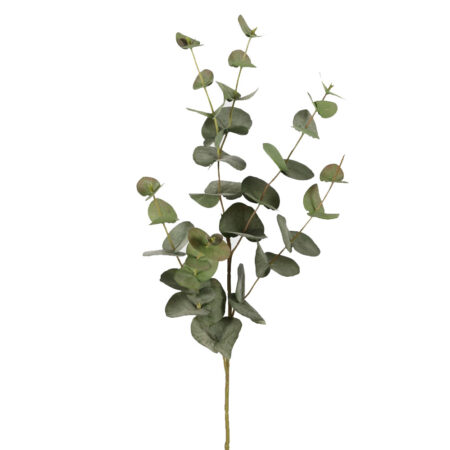 Eucalyptus green 131125 |