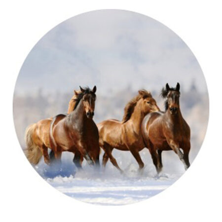 Gave Special Paarden glasplaat |
