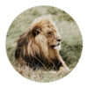 Gave Special glasplaat leeuw rond |