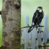 Geluksvogel havik | Artbizniz