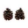 Geur dennenappels Pine Tree 2 stuks | HBX natural living