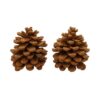 Geur dennenappels Pinus Pinea Cinnamon | HBX natural living
