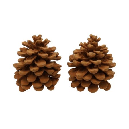 Geur dennenappels Pinus Pinea Cinnamon | HBX natural living