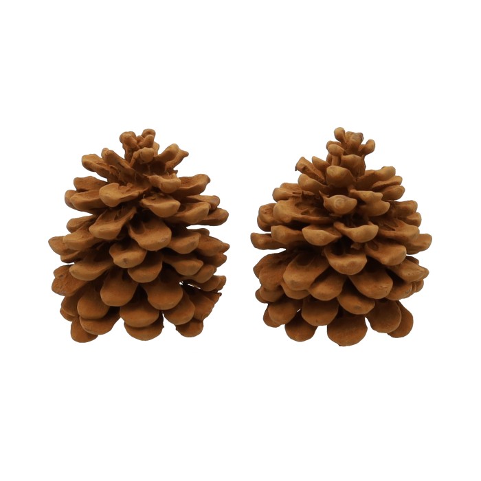 Geur dennenappels Pinus Pinea Cinnamon | HBX natural living