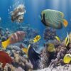 Glasschilderij Aquarium vissen | Gave Specials