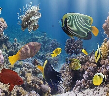 Glasschilderij Aquarium vissen | Gave Specials