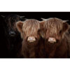 Glasschilderij Hooglander Broertjes |
