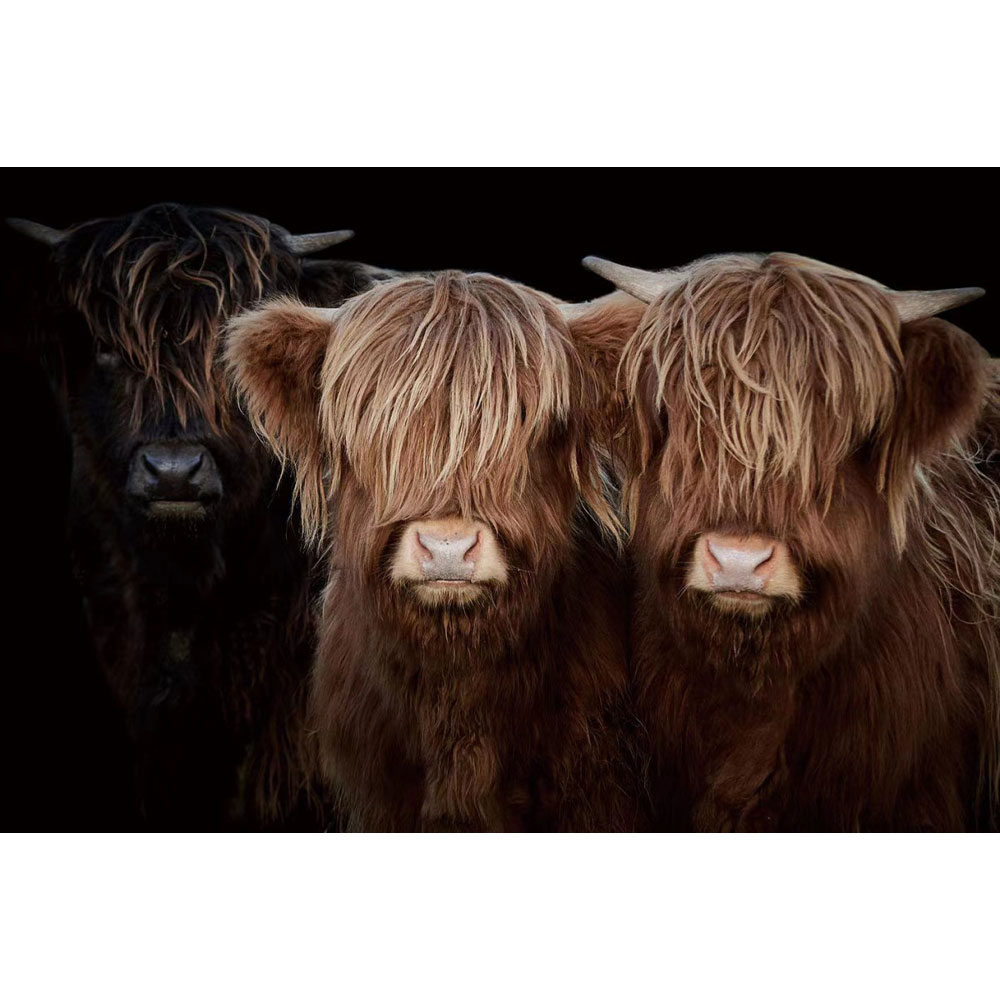 Glasschilderij Hooglander Broertjes |