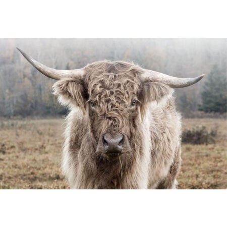 Glasschilderij Hooglander in de natuur |