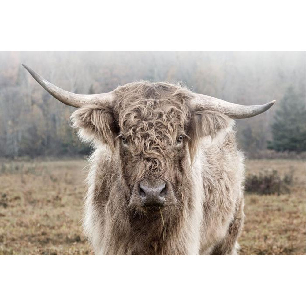 Glasschilderij Hooglander in de natuur |