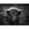 Glasschilderij Hooglander zwart wit 333 |