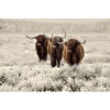 Glasschilderij Hooglanders 160 |