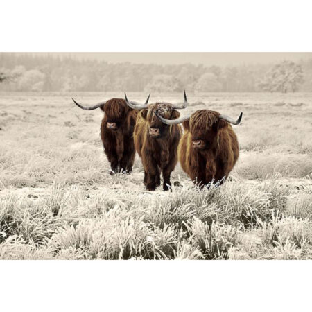 Glasschilderij Hooglanders 160 |