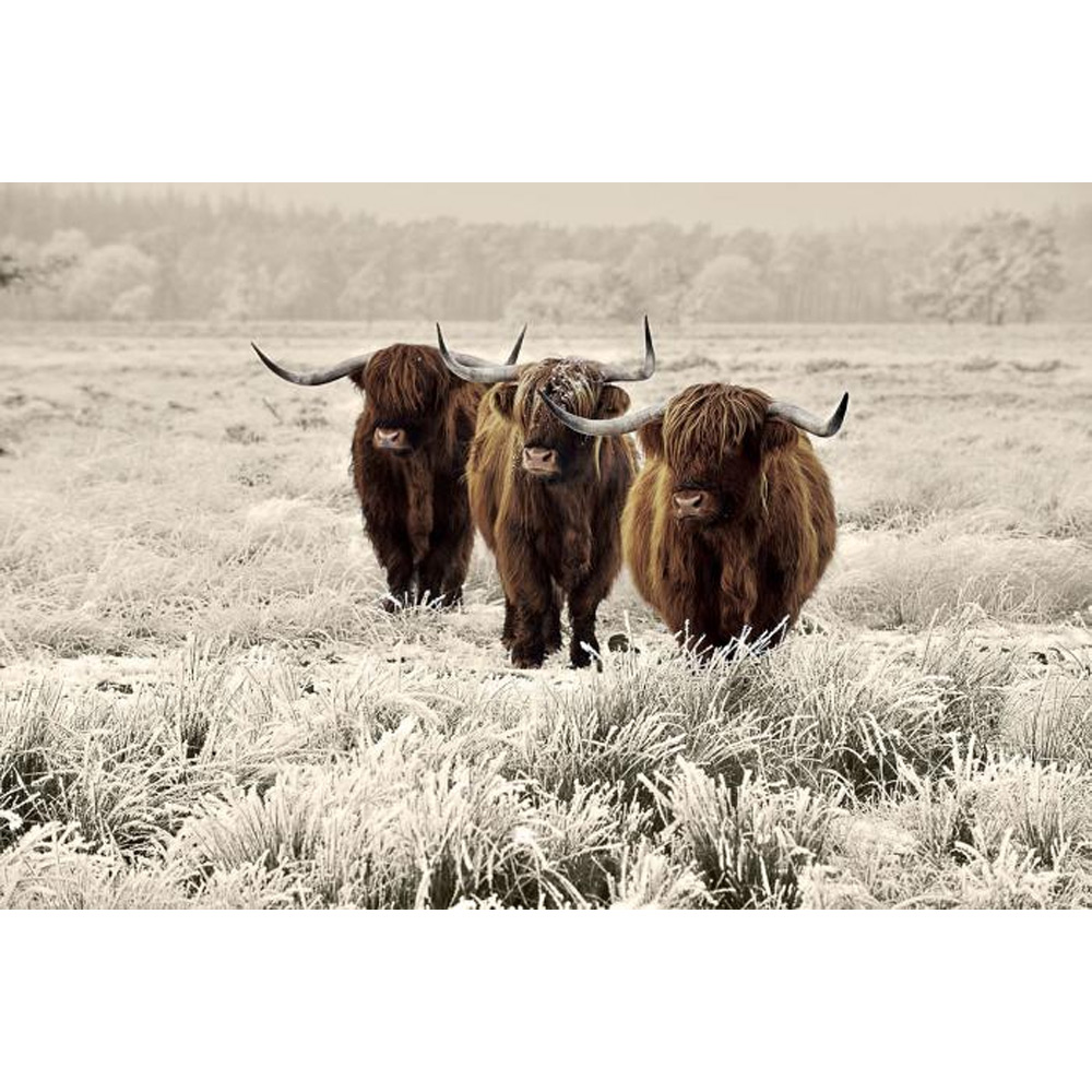 Glasschilderij Hooglanders 160 |