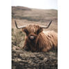 Glasschilderij Liggende Hooglander |