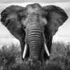 Glasschilderij Olifant zwart wit | Gave Specials