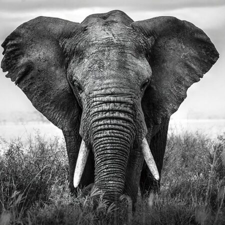 Glasschilderij Olifant zwart wit | Gave Specials