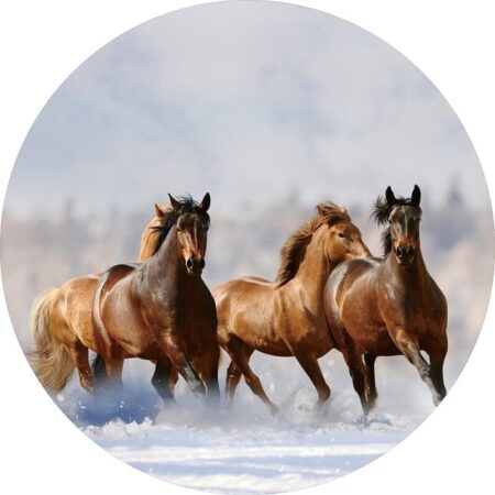 Glasschilderij Paarden | Gave Specials