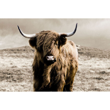 Glasschilderij Schotse Hooglander 160x110cm 128 |