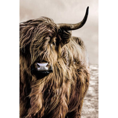 Glasschilderij Schotse Hooglander Links |