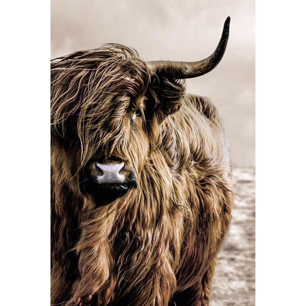 Glasschilderij Schotse Hooglander Links |