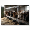 Glasschilderij The Cow Barn 80x120 | Urban Cotton