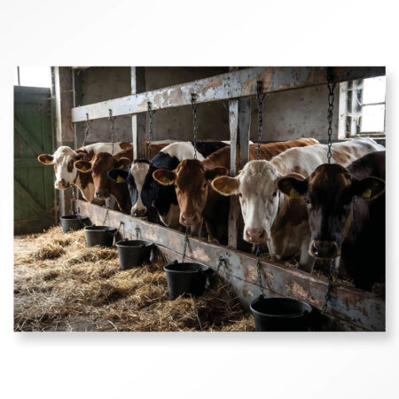 Glasschilderij The Cow Barn 80x120 | Urban Cotton