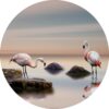 Glasschilderij rond 80 cm Flamingo | Gave Specials