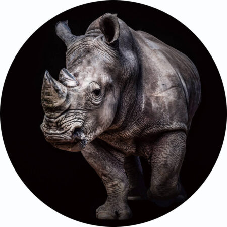 Glasschilderij rond Neushoorn | Gave Specials