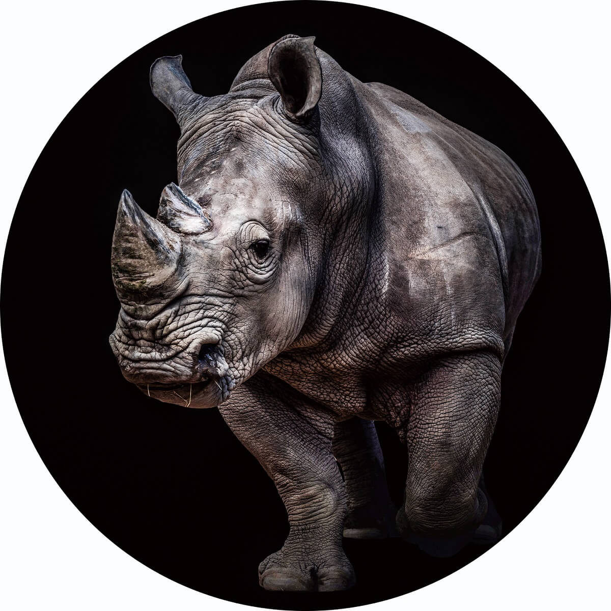 Glasschilderij rond Neushoorn | Gave Specials