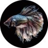 Glasschilderij rond Siamese Kempvis | Gave Specials