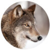 Glasschilderij rond van een wolf | Gave Specials