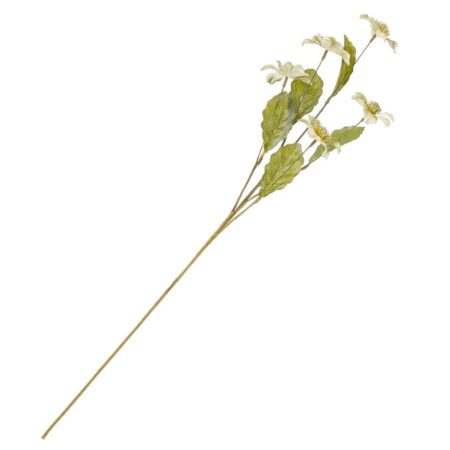 Helleboris groen | Homebound