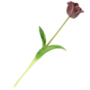 Kunst Tulp open real touch aubergine | Homebound