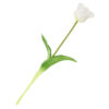 Kunst Tulp open real touch wit | Homebound